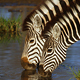 781-South Africa_zebras.jpg